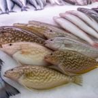 Sand Dabs Guide: Taste, Cooking & Facts