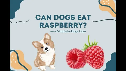 Can Dogs Have Raspberries? Safe Feeding Guide